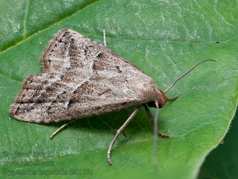 Pamora močiarna Hypenodes humidalis