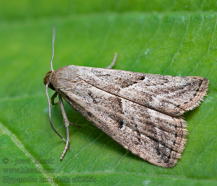 Hypénode Tourbières Hypenodes humidalis