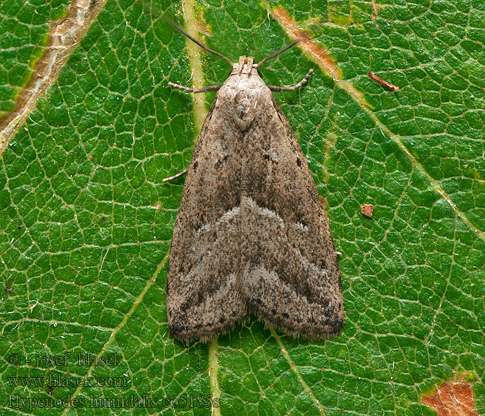 Můřička rašelinná Moor-Motteneule Hypenodes humidalis