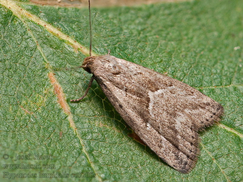 Moor-Motteneule Hypenodes humidalis