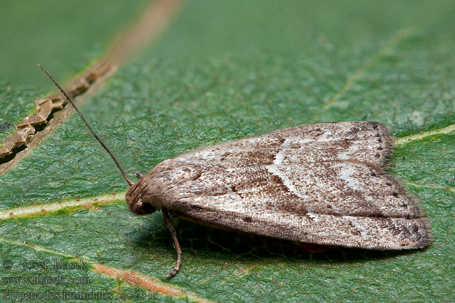 Hypenodes humidalis