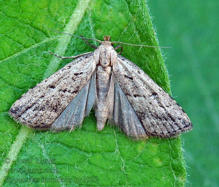 Marsh Oblique-barred Hypenodes humidalis