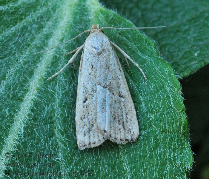 Pamora močiarna Hypenodes humidalis