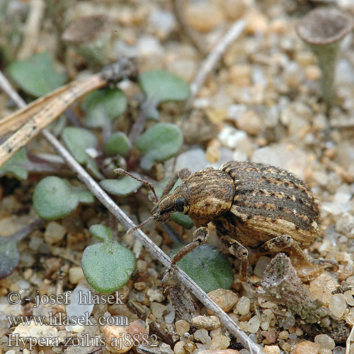 Donus Brachypera zoilus Gespinstrüssler Grosser Klee-Kokonrüssler Clover leaf weevil Hypera