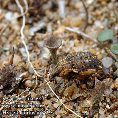 Gespinstrüssler Grosser Klee-Kokonrüssler Clover leaf weevil Hypera Donus Brachypera zoilus