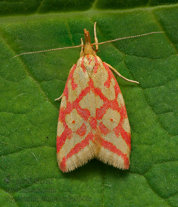 Hypercallia citrinalis Krásněnka Plochuška žlutočervená