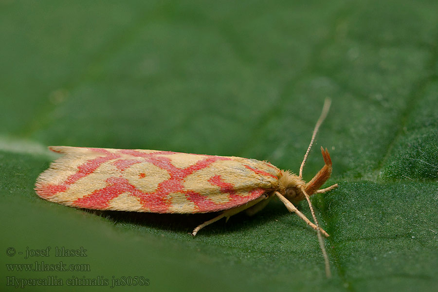 Hypercallia citrinalis Humusovka horčinková Pirossávos díszmoly