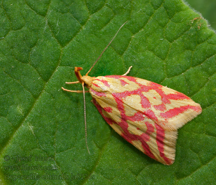 Hypercallia citrinalis Моль-красавка истодовая