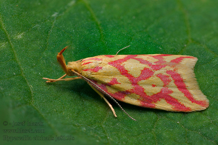 Krásněnka žlutočervená Hypercallia citrinalis