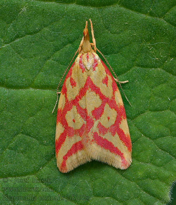 Plochuška žlutočervená Hypercallia citrinalis