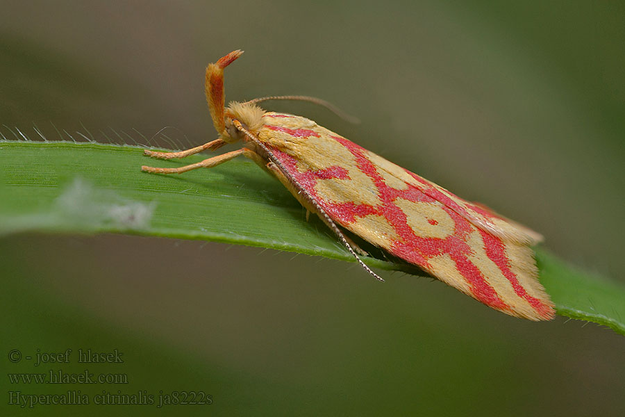 Моль-красавка истодовая Hypercallia citrinalis