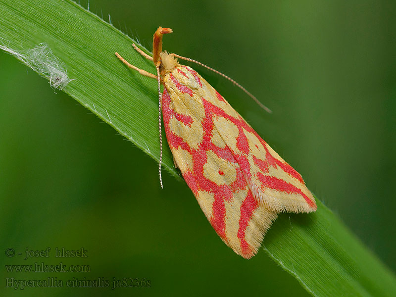 Pirossávos díszmoly Hypercallia citrinalis