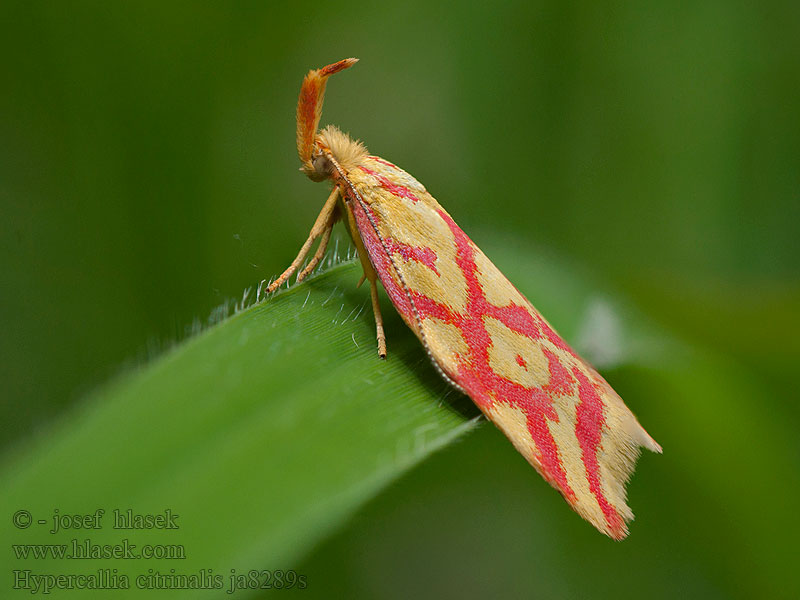 Hypercallia citrinalis