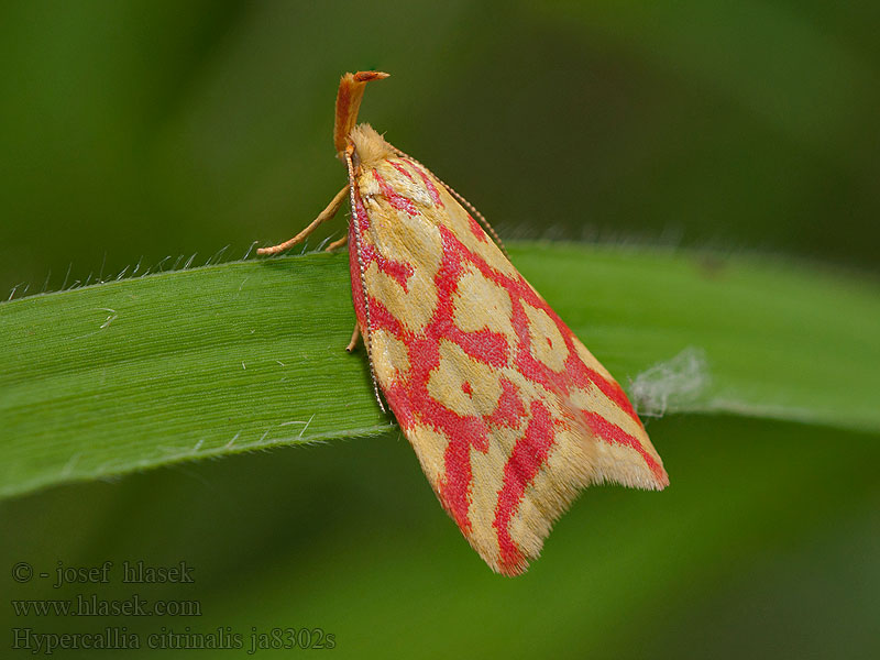 Hypercallia citrinalis