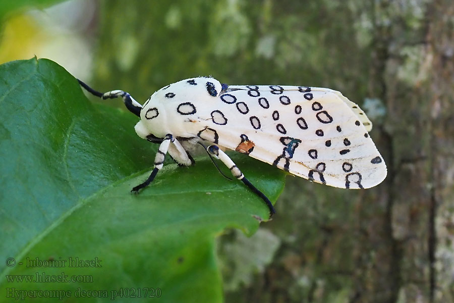 Hypercompe decora