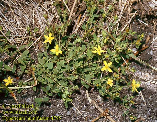 Hypericum humifusum Trailing St. Johnswort Johns wort Matalakuisma