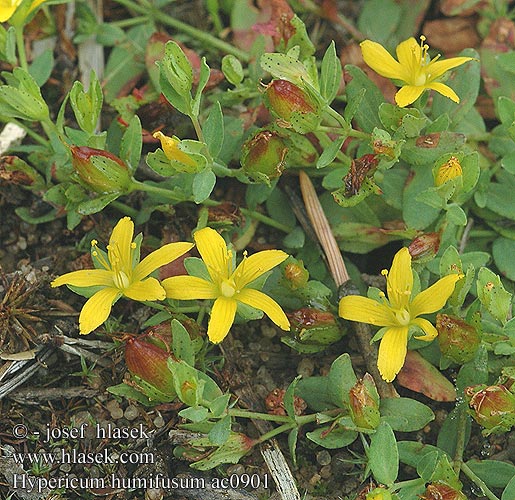 Hypericum humifusum Dziurawiec rozesłany Třezalka rozprostřená