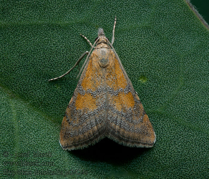 Hyperlais dulcinalis