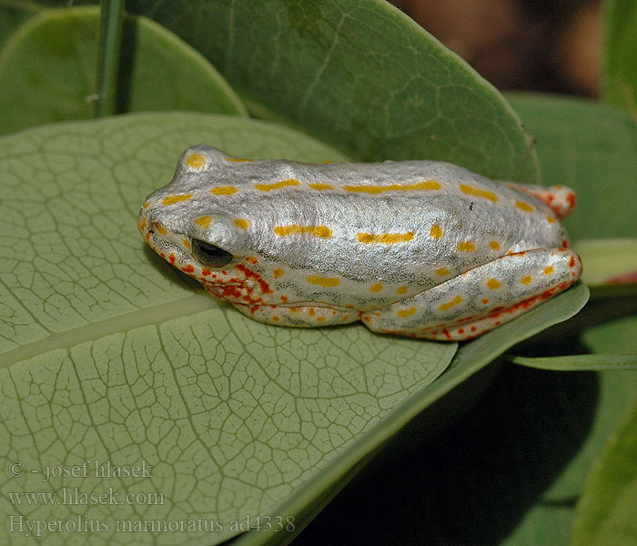 Hyperolius marmoratus Marbled Reed Frog Painted Marmorerad gräsgroda Rákosnička mramorovaná Marmor Riedfrosch Разноцветная белолобая мозамбикская серебристая тростнянка