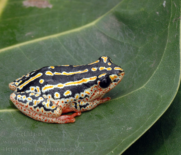 Разноцветная белолобая мозамбикская серебристая тростнянка Hyperolius marmoratus Marbled Reed Frog Painted Marmorerad gräsgroda Rákosnička mramorovaná Marmor Riedfrosch