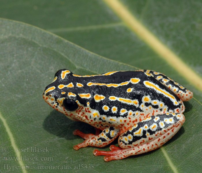 Marbled Reed Frog Painted Marmorerad gräsgroda Rákosnička mramorovaná Marmor Riedfrosch Разноцветная белолобая мозамбикская серебристая тростнянка Hyperolius marmoratus