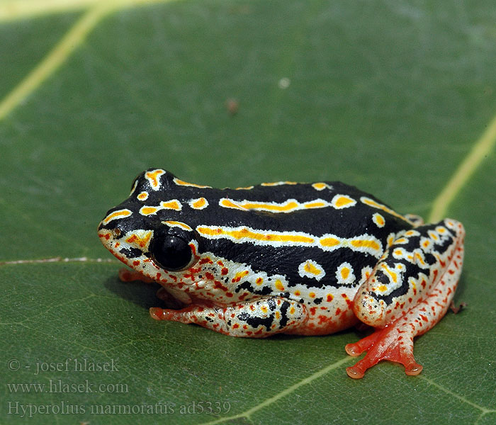 Hyperolius marmoratus Rákosnička mramorovaná Marmor Riedfrosch Разноцветная белолобая мозамбикская серебристая тростнянка Marbled Reed Frog Painted Marmorerad gräsgroda