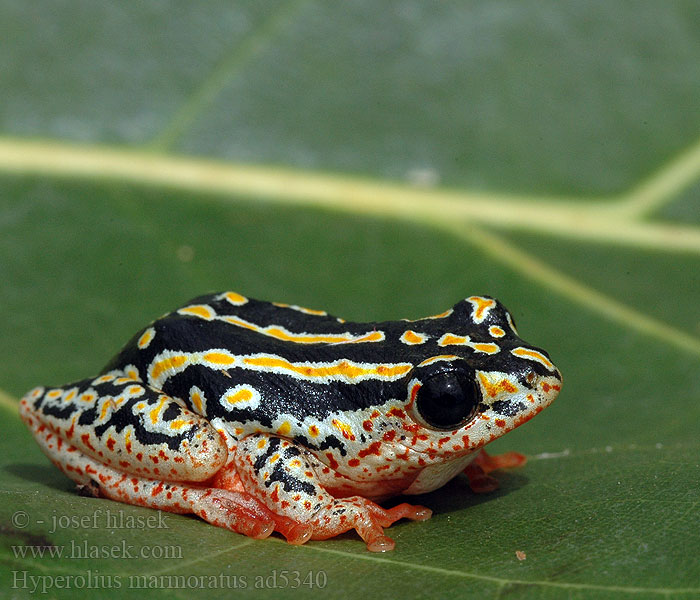 Hyperolius marmoratus Rákosnička mramorovaná Marmor Riedfrosch Разноцветная белолобая мозамбикская серебристая тростнянка Marbled Reed Frog Painted Marmorerad gräsgroda