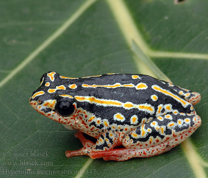 Marmor Riedfrosch Hyperolius marmoratus Rákosnička mramorovaná Разноцветная белолобая мозамбикская серебристая тростнянка Marbled Reed Frog Painted Marmorerad gräsgroda