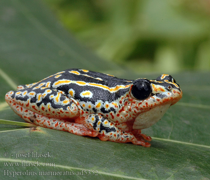 Rákosnička mramorovaná Marmor Riedfrosch Hyperolius marmoratus Разноцветная белолобая мозамбикская серебристая тростнянка Marbled Reed Frog Painted Marmorerad gräsgroda