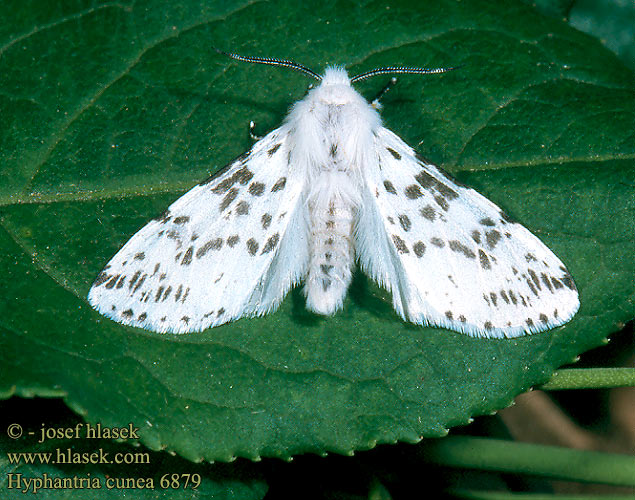 Hyphantria cunea Fall Webworm Spriadač americký Écaille Fileuse