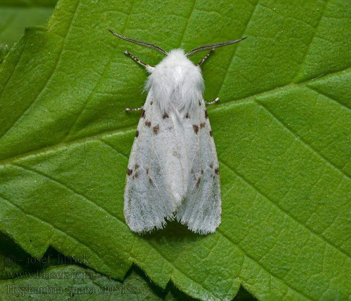 Hyphantria cunea Oprzędnica jesienna Amerikai fehér medvelepke