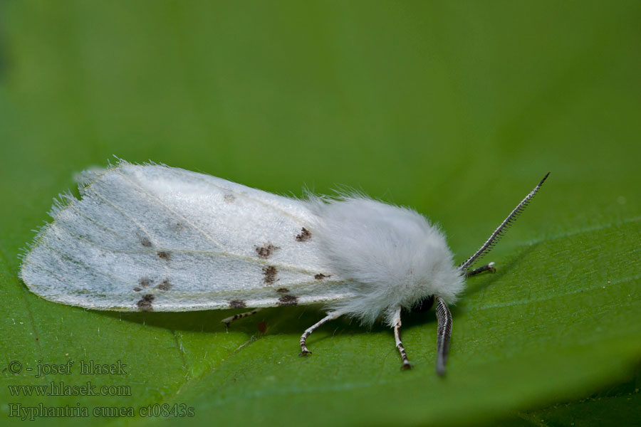 Hyphantria cunea