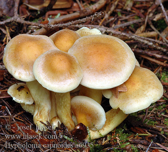 Hypholoma capnoides a6935