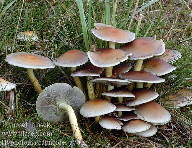 Rökslöjskivling Hypholoma capnoides Naematoloma Vanlig svovelsopp Гифолома охряно-оранжевая Ложноопенок серопластинчатый Опенок Conifer Tuft Gran-svovlhat Kuusilahokka Hypholome doux Dennezwavelkop Fenyő kénvirággomba Rauchblättriger Schwefelkopf Maślanka łagodna Strapcovka maková Třepenitka maková Hifoloma láminas grises