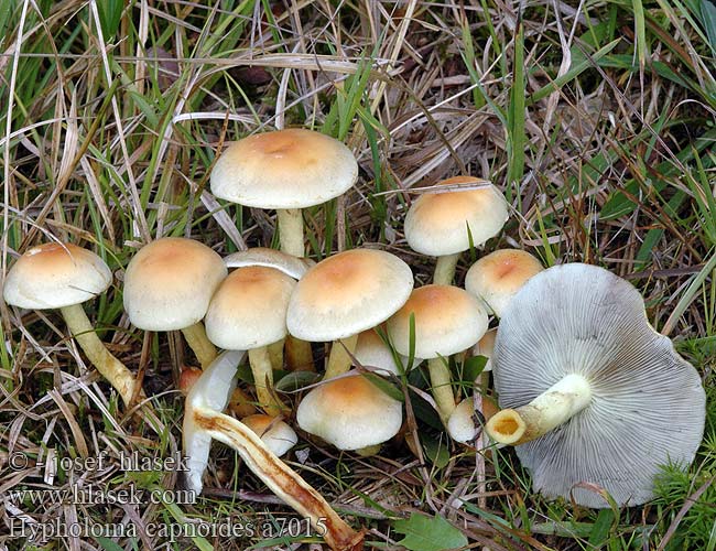 Hypholoma capnoides a7015