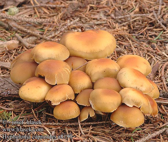 Hypholoma capnoides Conifer Tuft Gran-svovlhat Kuusilahokka Hypholome doux Dennezwavelkop Fenyő kénvirággomba Rauchblättriger Schwefelkopf Maślanka łagodna Strapcovka maková Třepenitka maková Hifoloma láminas grises Rökslöjskivling Naematoloma Vanlig svovelsopp Гифолома охряно-оранжевая Ложноопенок серопластинчатый Опенок