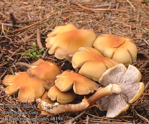 Hypholoma capnoides Rauchblättriger Schwefelkopf Maślanka łagodna Strapcovka maková Třepenitka maková Hifoloma láminas grises Rökslöjskivling Naematoloma Vanlig svovelsopp Гифолома охряно-оранжевая Ложноопенок серопластинчатый Опенок Conifer Tuft Gran-svovlhat Kuusilahokka Hypholome doux Dennezwavelkop Fenyő kénvirággomba