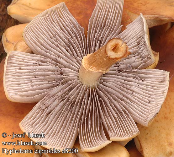 Hypholoma capnoides a8200