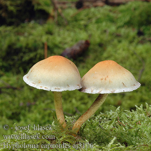 Hypholoma capnoides Naematoloma Vanlig svovelsopp Гифолома охряно-оранжевая Ложноопенок серопластинчатый Опенок Conifer Tuft Gran-svovlhat Kuusilahokka Hypholome doux Dennezwavelkop Fenyő kénvirággomba Rauchblättriger Schwefelkopf Maślanka łagodna Strapcovka maková Třepenitka maková Hifoloma láminas grises Rökslöjskivling