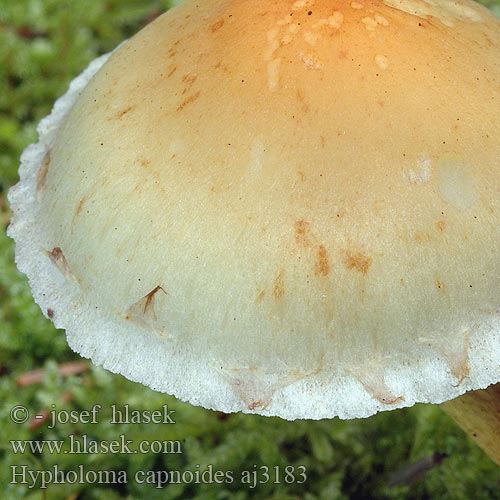 Hypholoma capnoides aj3179