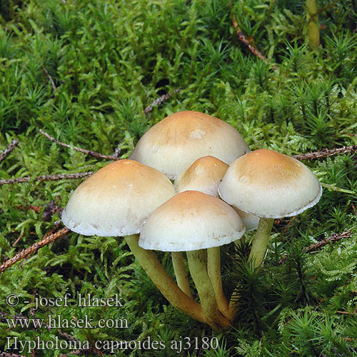 Hypholoma capnoides Kuusilahokka Hypholome doux Dennezwavelkop Fenyő kénvirággomba Rauchblättriger Schwefelkopf Maślanka łagodna Strapcovka maková Třepenitka maková Hifoloma láminas grises Rökslöjskivling Naematoloma Vanlig svovelsopp Гифолома охряно-оранжевая Ложноопенок серопластинчатый Опенок Conifer Tuft Gran-svovlhat