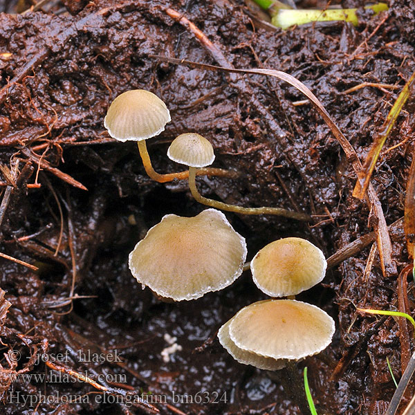 Hypholoma elongatum Psilocybe elongata Třepenitka prodloužená