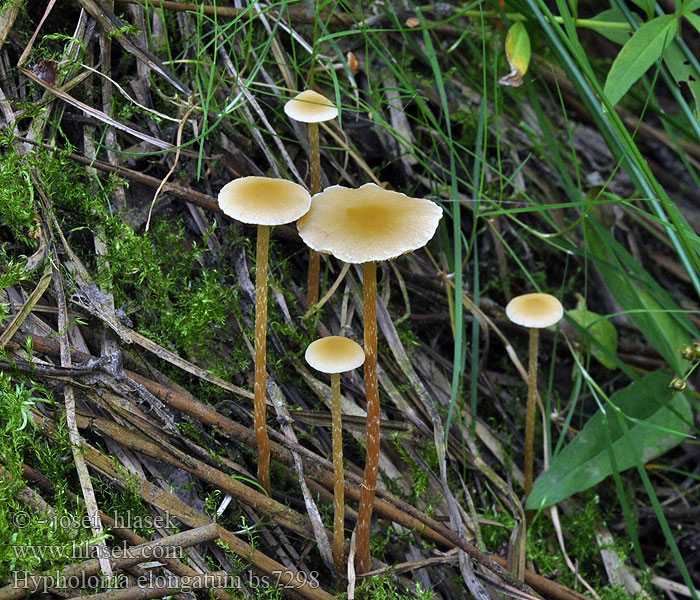 Hypholoma_elongatum_bs7298