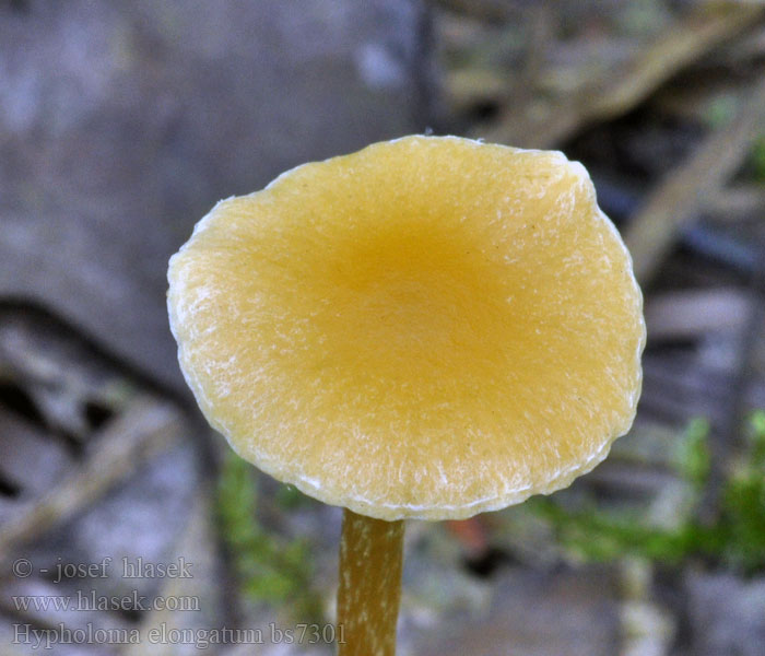 Hypholoma_elongatum_bs7301