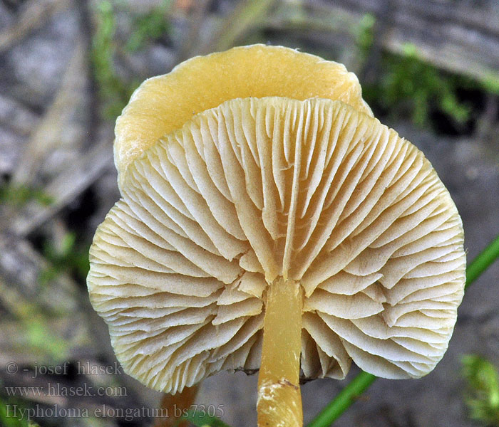 Hypholoma_elongatum_bs7305