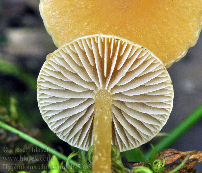 Hypholoma_elongatum_bs7308