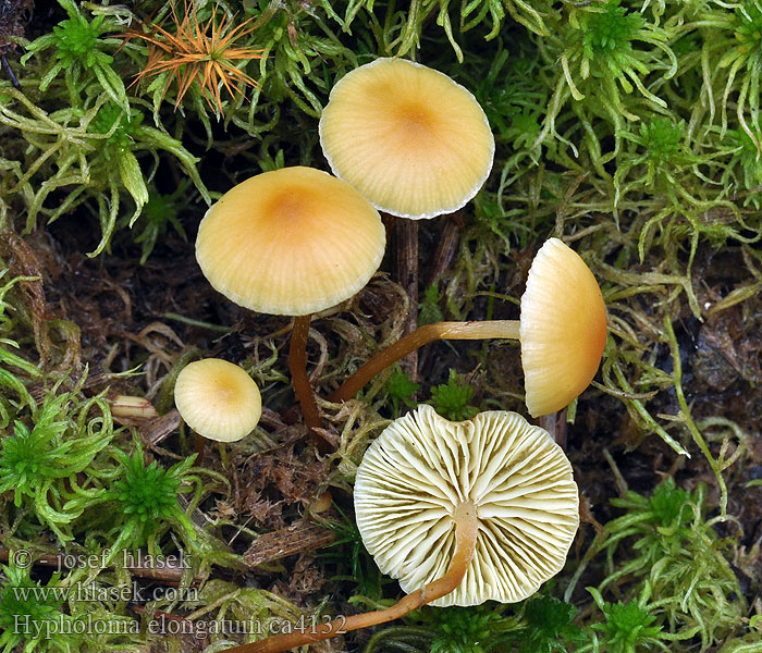 Třepenitka prodloužená Hypholoma elongatum