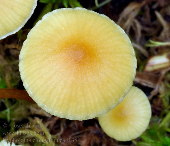 Långfotad slöjskivling Hypholoma elongatum