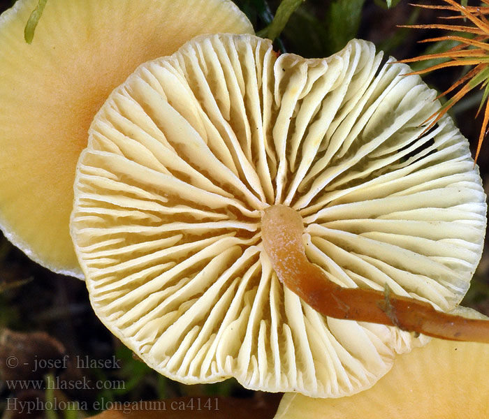 Strapcovka predĺžená Hypholoma elongatum