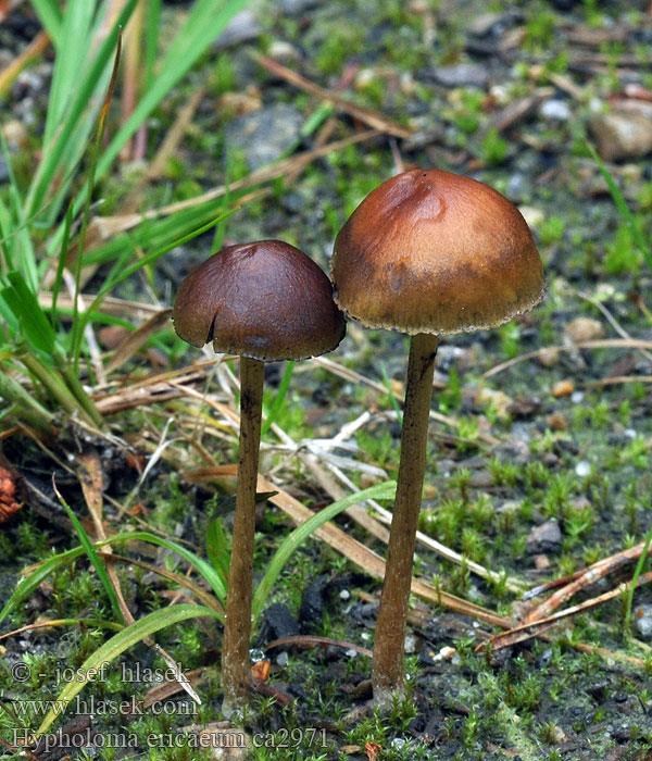 Hypholoma ericaeum Třepenitka vřesová Heideschwefelkopf